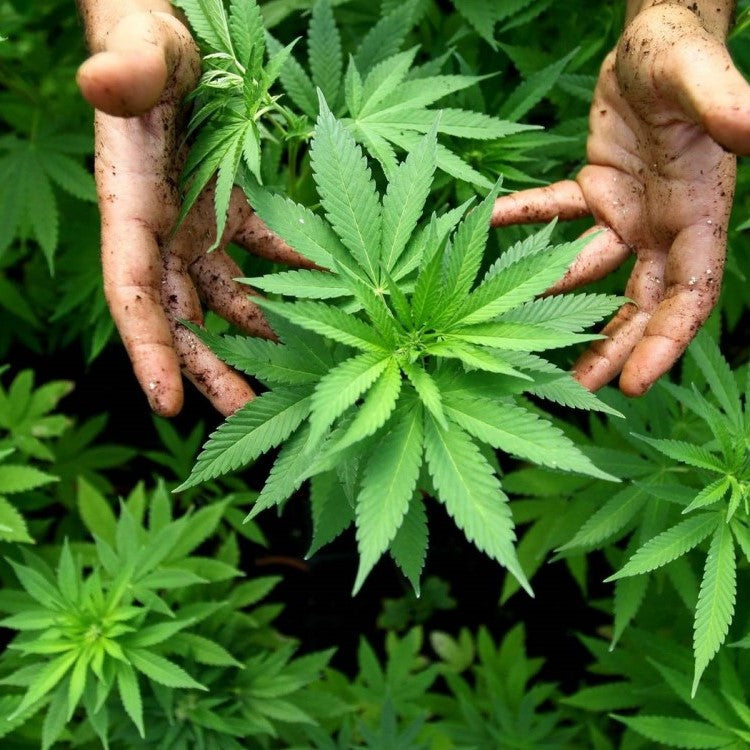 Bild mit schmutzigen Händen und Cannabispflanzen