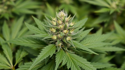 Die stärkste Cannabisorten