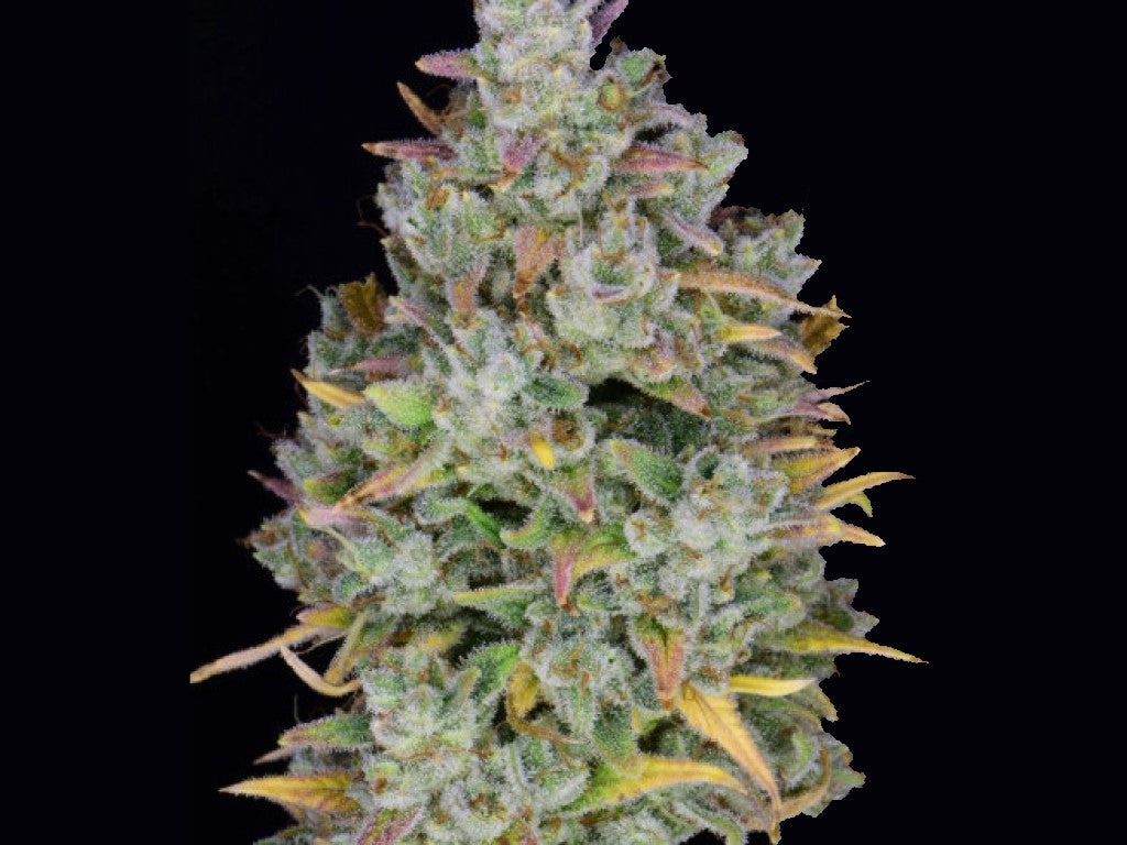 HHC Shop24 Euphoria Gelato Autoflower Cannabis Seeds - Indica 55% & Sativa 45% (3 Stk.) Euphoria Trade s.r.o.